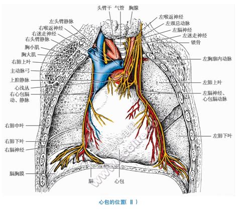 心包腔位於